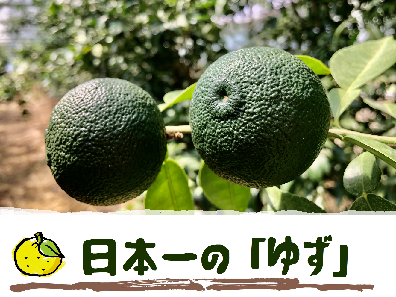 aoyuzu0001.png