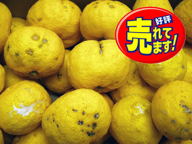 わけありゆず