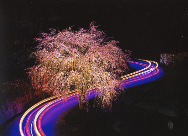 しだれ桜　